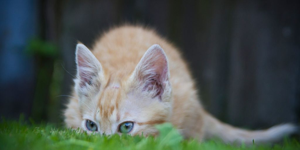 cat relaxing in a cozy cattery