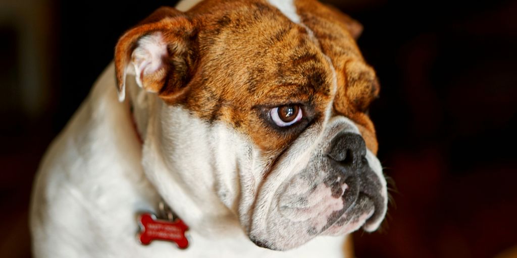 selective focus photography of brown and white dog
