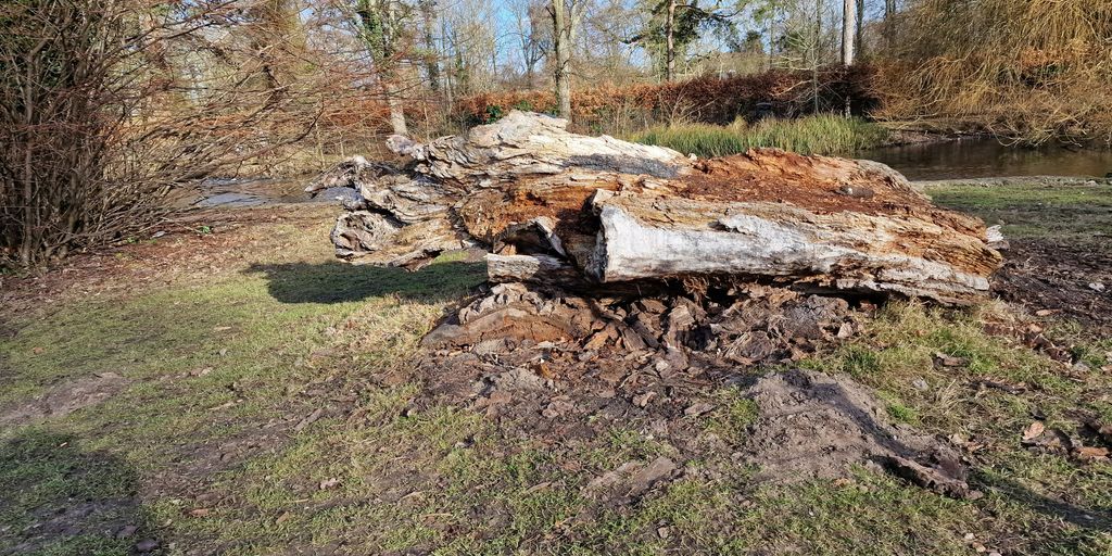 a large tree stump sitting in the middle of a field