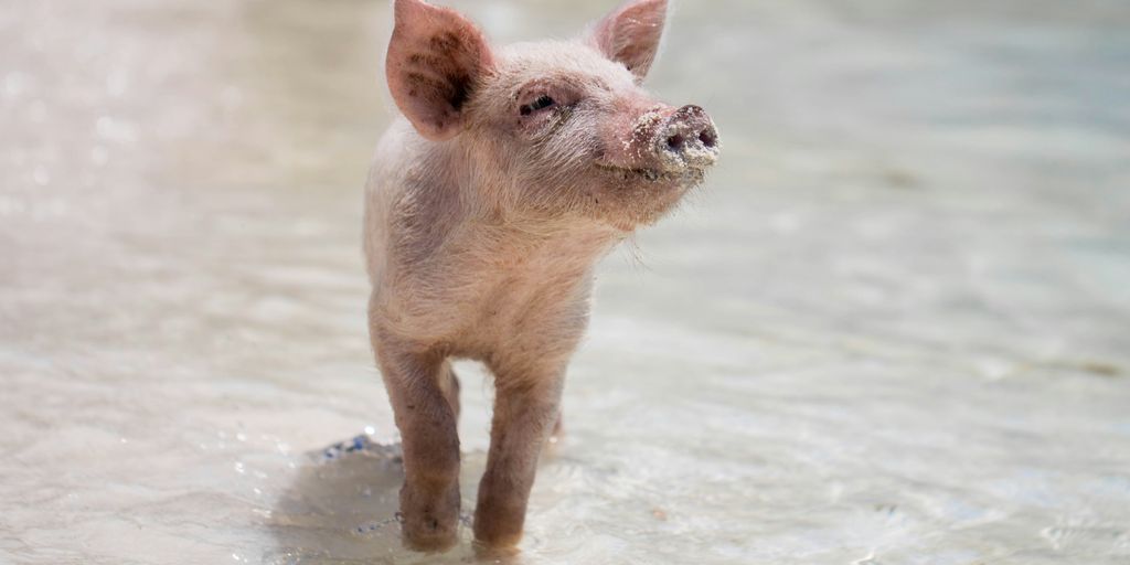pink piglet
