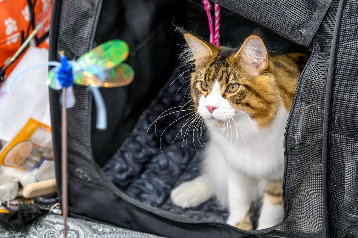 Travel Gear for the Adventurous Cat