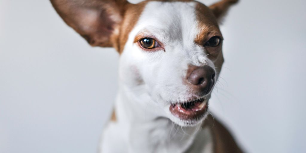 white and brown short coat small dog