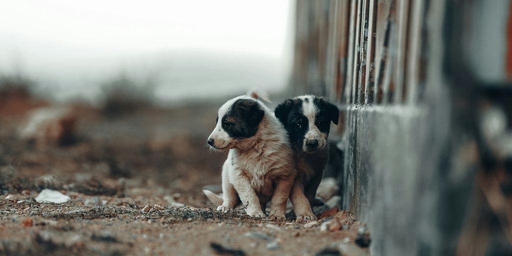 black and white border collie puppy