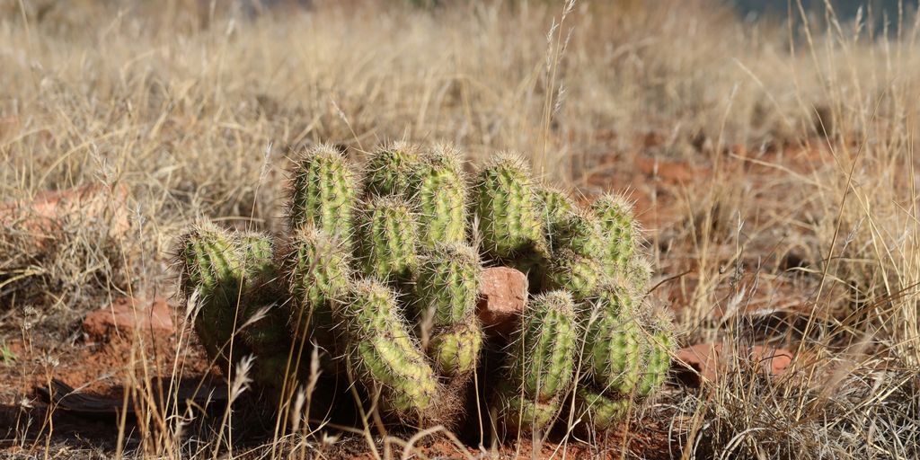A cactus stands in the dry, grassy desert.