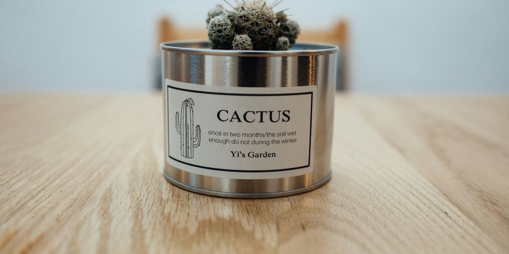 green cactus in stainless steel pot