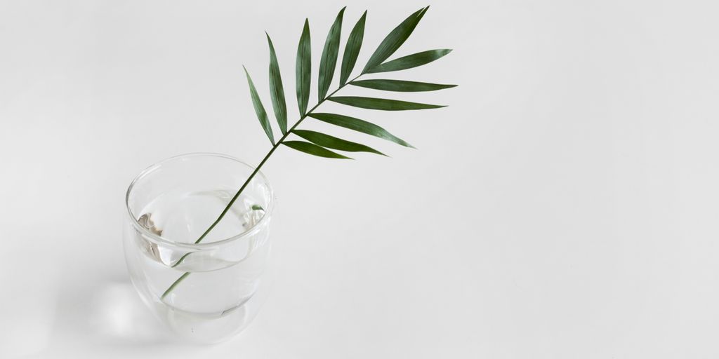 green linear plant in clear drinking glass