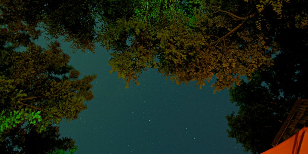 green trees under blue sky during night time