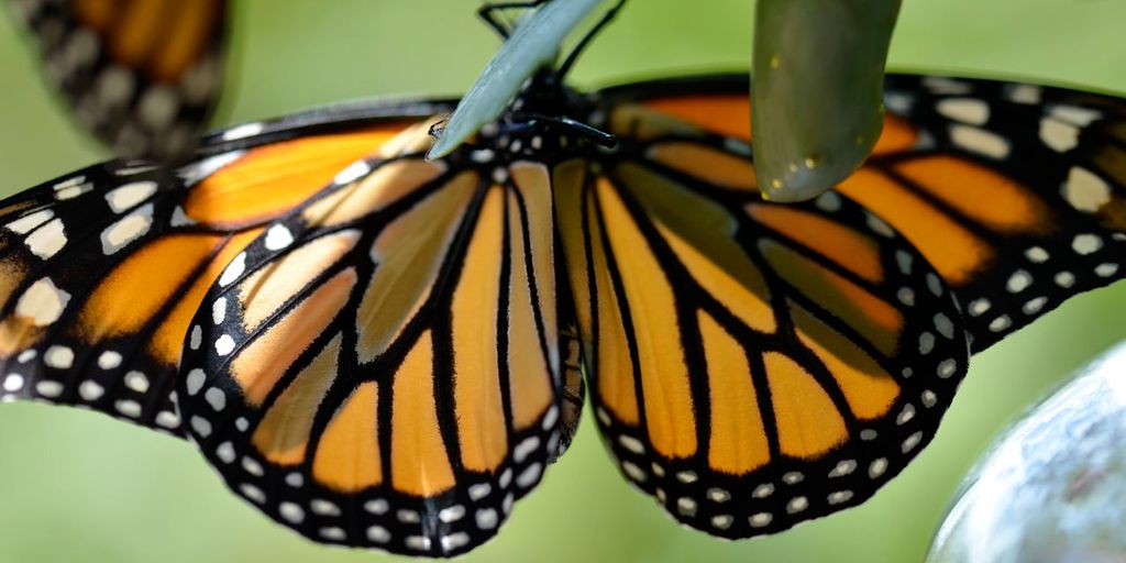 butterfly-friendly garden with wildflowers