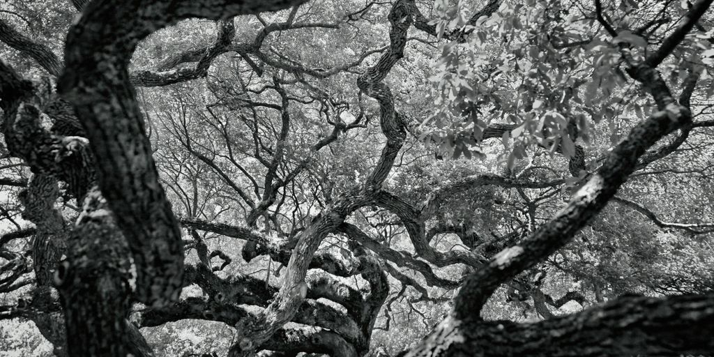 black tree branch