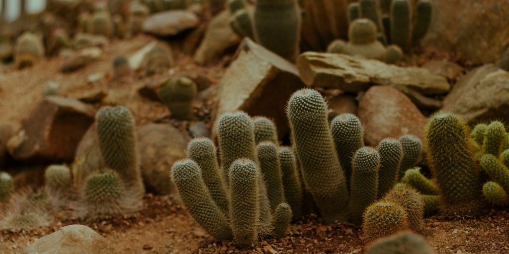 Tu propio oasis: Proyectos DIY para crear un jardín de cactus en casa A bunch of cactuses that are in the dirt