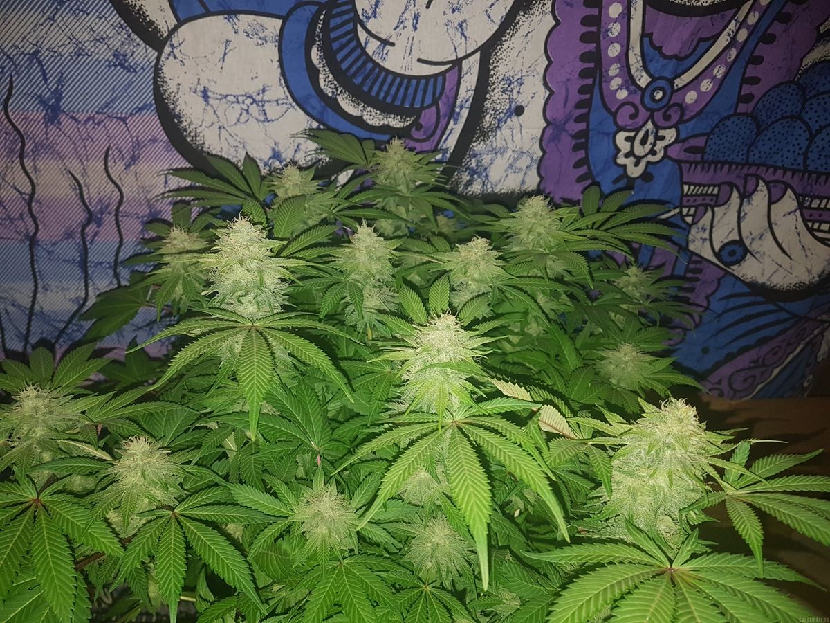 Die Rolle von Cannabis-Clubs und Vereinen in Bayern