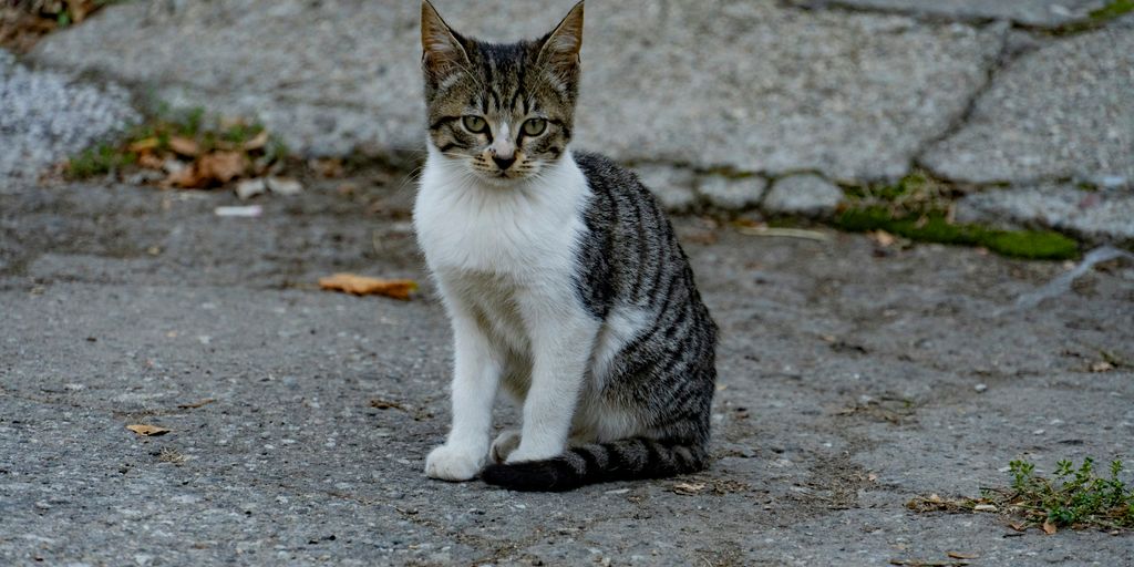 a cat sitting on the ground