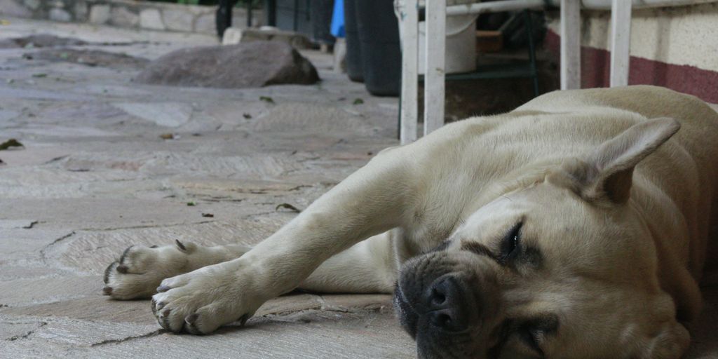 a dog lying on the ground
