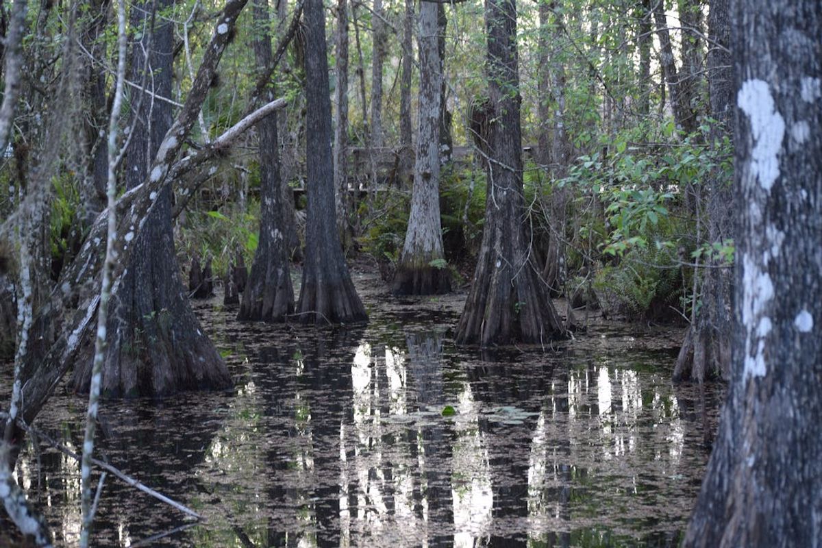 Nature's Splendor: Outdoor Events in Fort Myers