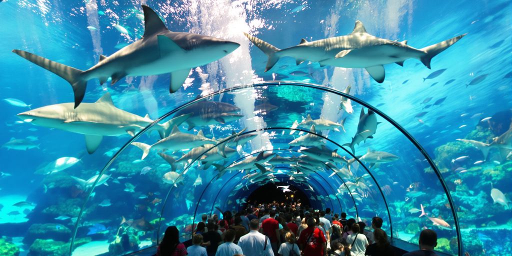 Sharks swim above visitors in a clear tunnel.