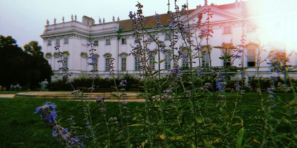 blue petaled flowers overlooking white building at daytime