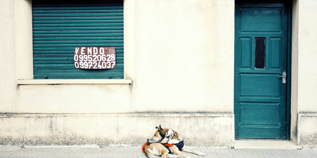 brown lying on sidewalk beside closed blue wooden door