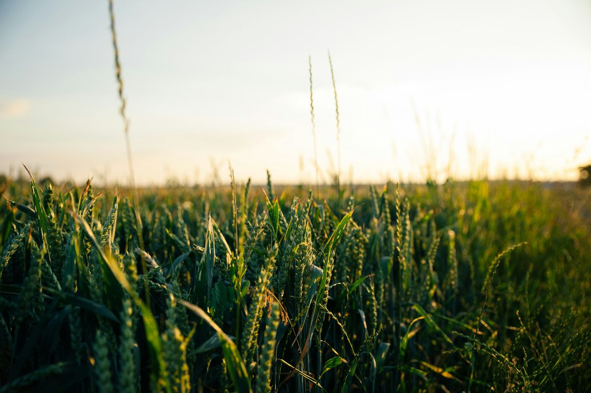 From Soil to Smartphone: JADAM's Tech-Savvy Approach