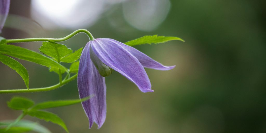 purple flower in tilt shift lens