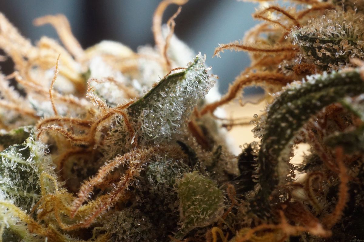 Probleme und Lösungen beim Anbau von Cannabis in Abtlöbnitz