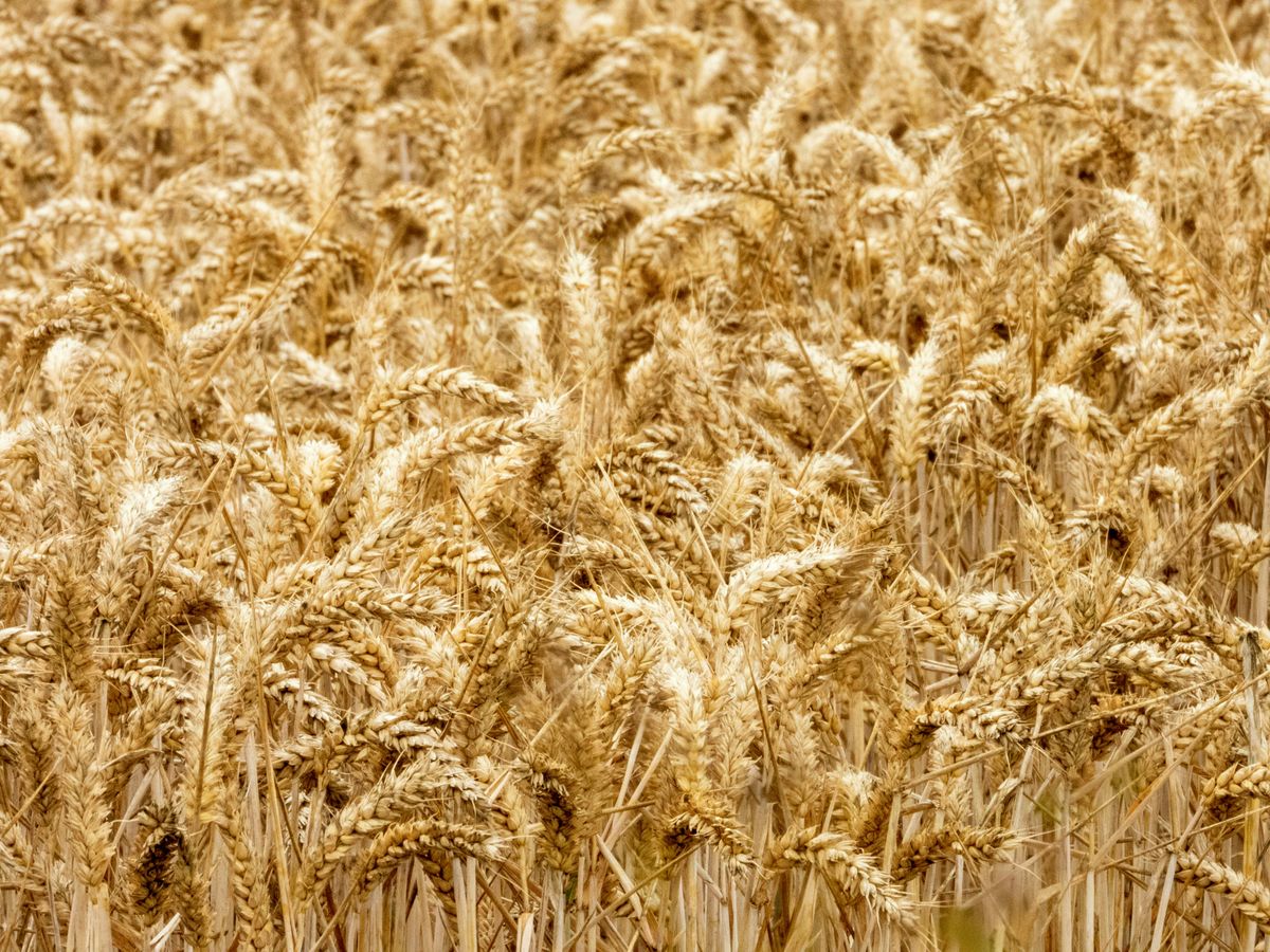 The Circle of Life: Crop Rotation and Cover Crops