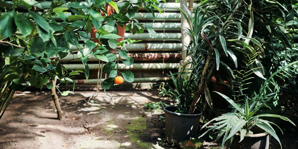 green potted plant beside green wooden fence