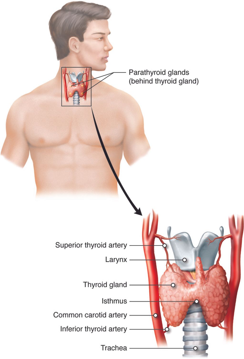 The Link Between Cortisol and High Blood Pressure