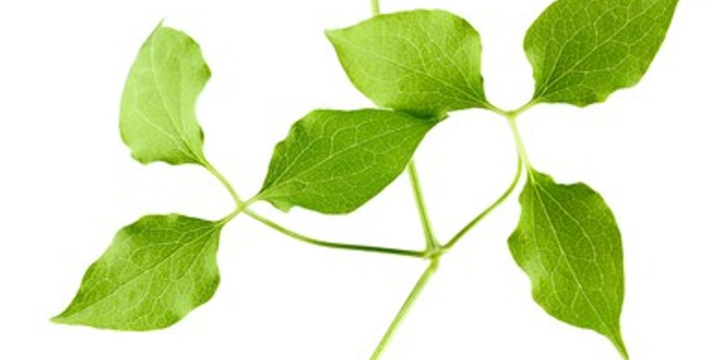 Centella asiatica plant