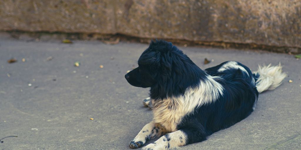 black and white border collie lying on the street