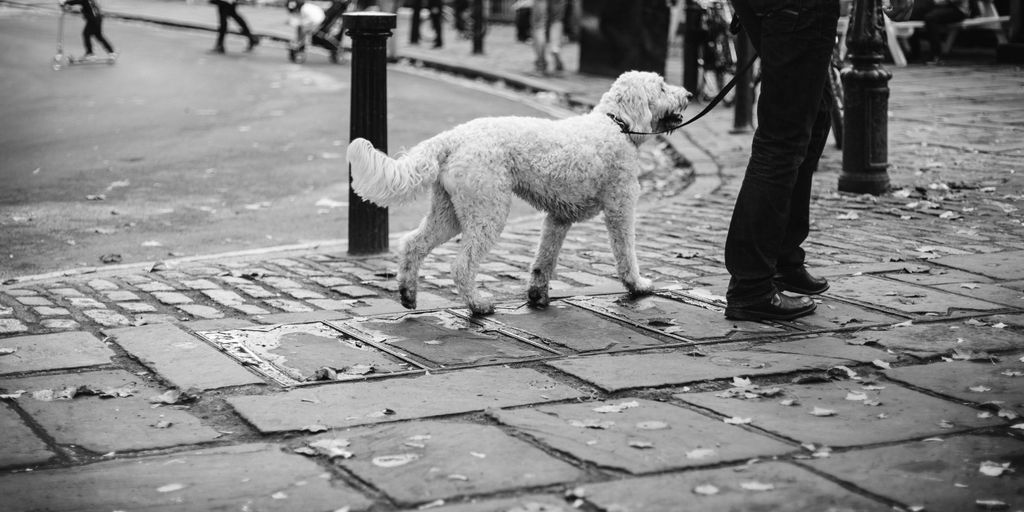 grayscale photo of dog walking on sidewalk
