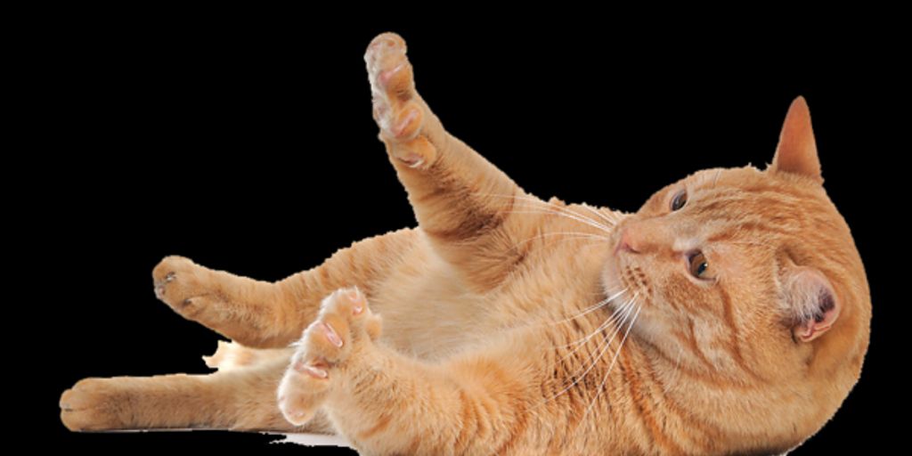 luxurious cat cattery with playful elements and lush garden