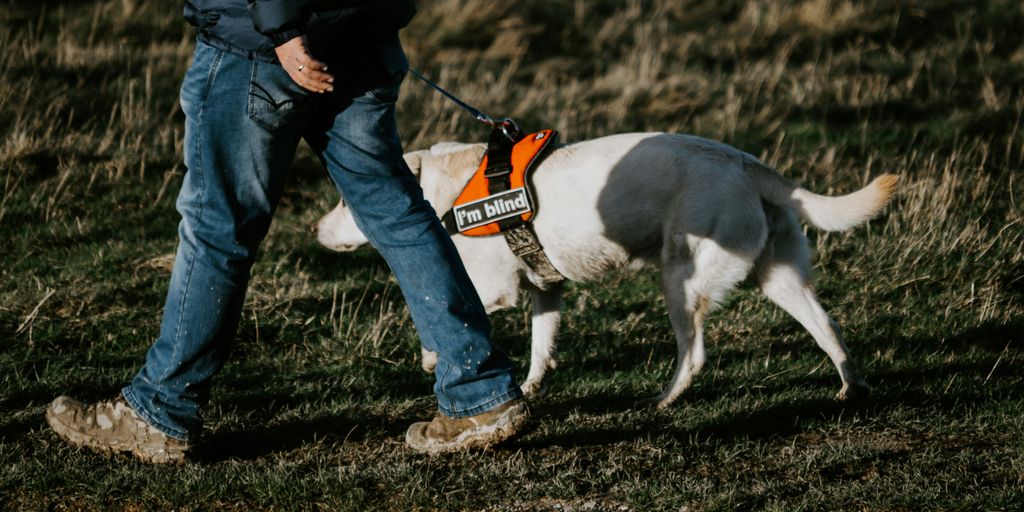 man in black jacket and blue denim jeans walking with white and black short coated dog