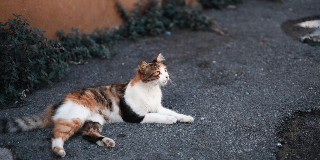 cat laying on ground