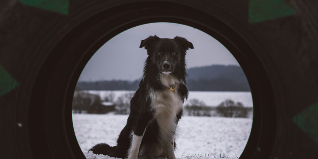 vehicle tire with the view of dog sitting on snow field near mountain