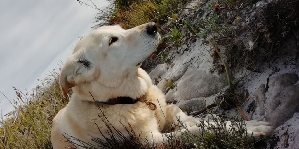 water-wise gardening with hardscape elements