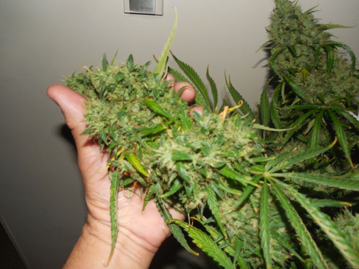 Tipps für Anfänger im Cannabisanbau