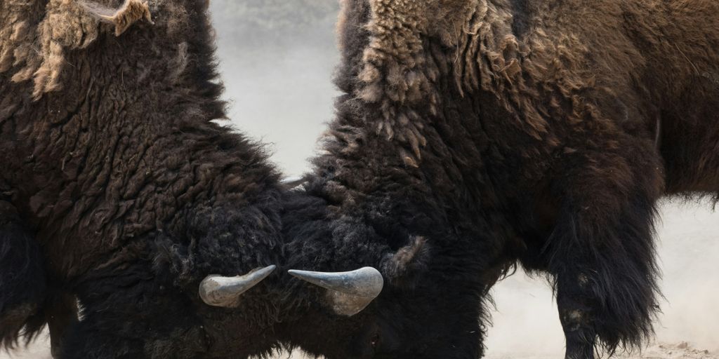two bisons fighting head