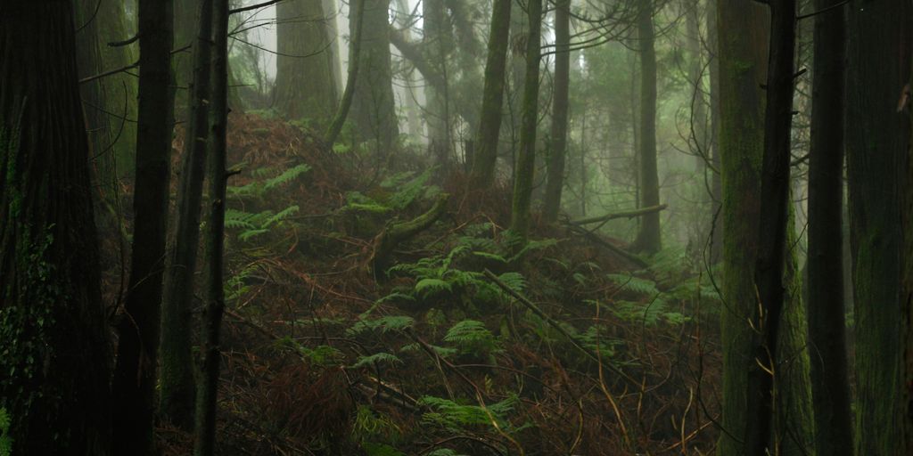 a forest filled with lots of trees and ferns