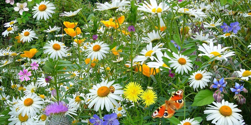 wildlife garden with birds bees butterflies