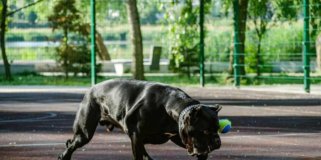 a dog running on a street