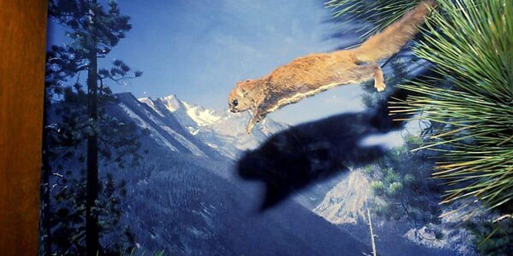 6. The Flying Squirrel