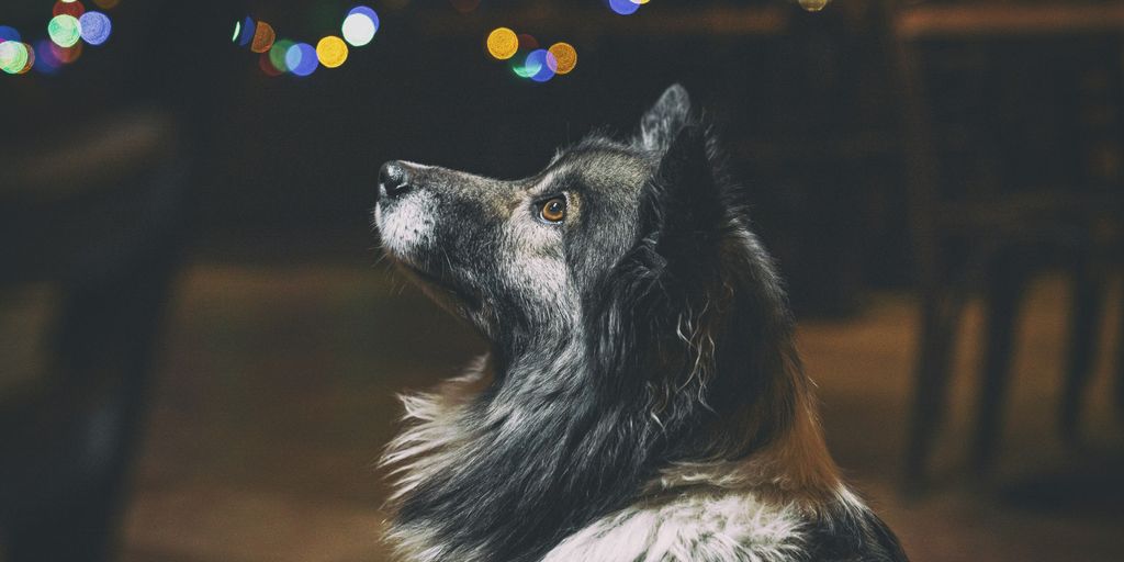 long-coated black and white dog