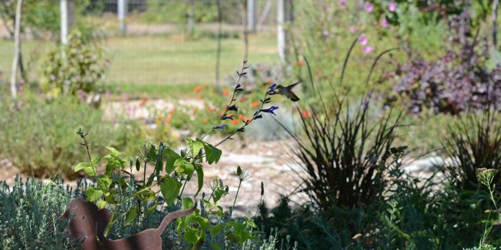 garden with birds, bees, butterflies, and beneficial insects