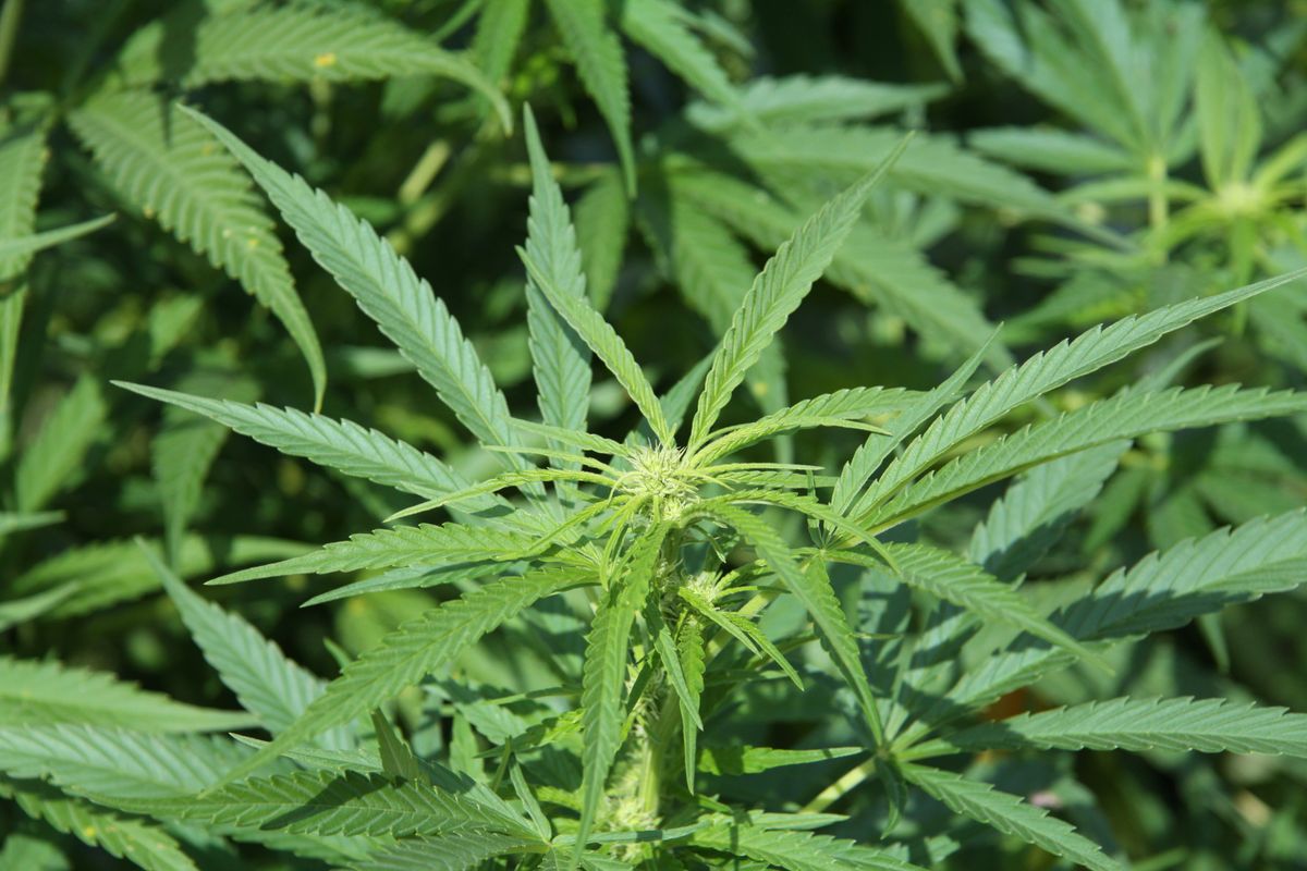 Zukunftsperspektiven für Cannabis in Abtlöbnitz und Sachsen-Anhalt