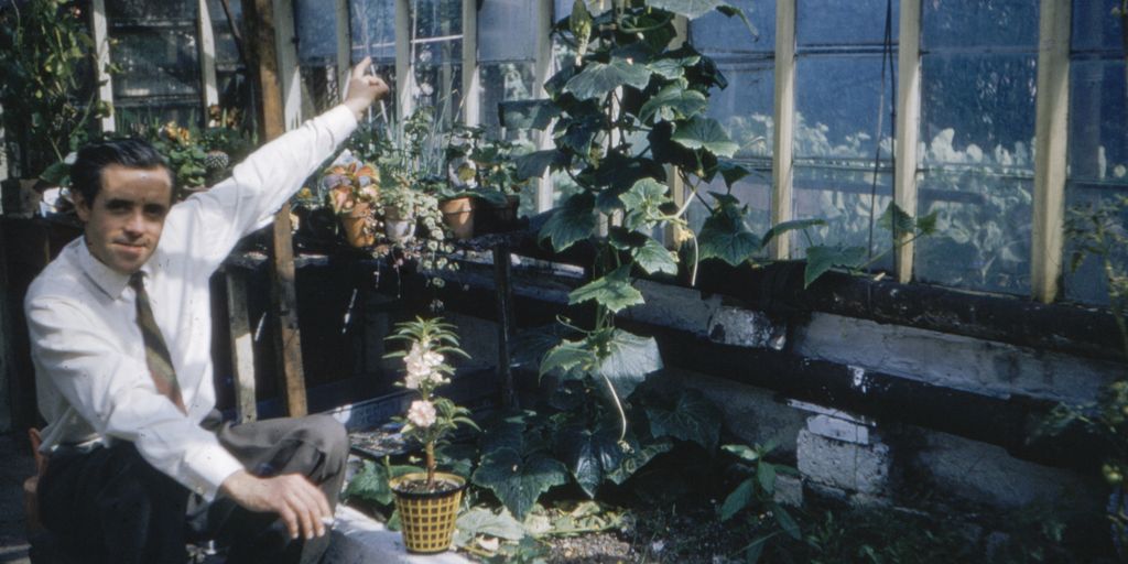 person in white long sleeve shirt holding yellow and green flower