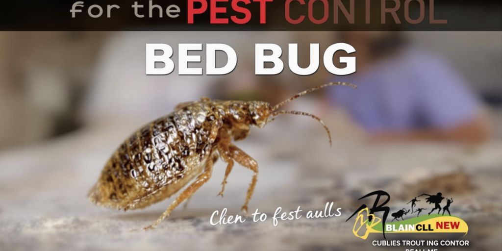 Ploșniță de pat pe un fundal neclar.