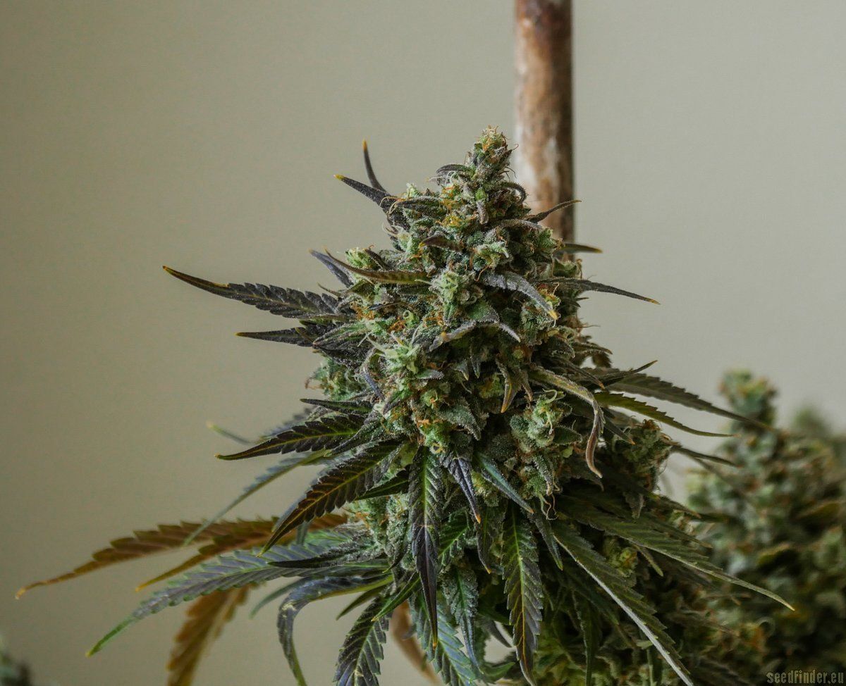 Zukunftsaussichten für Cannabis in Sachsen-Anhalt