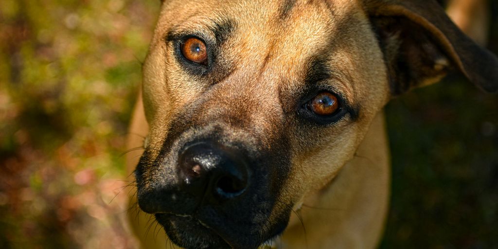 brown short coated dog on green grass field during daytime