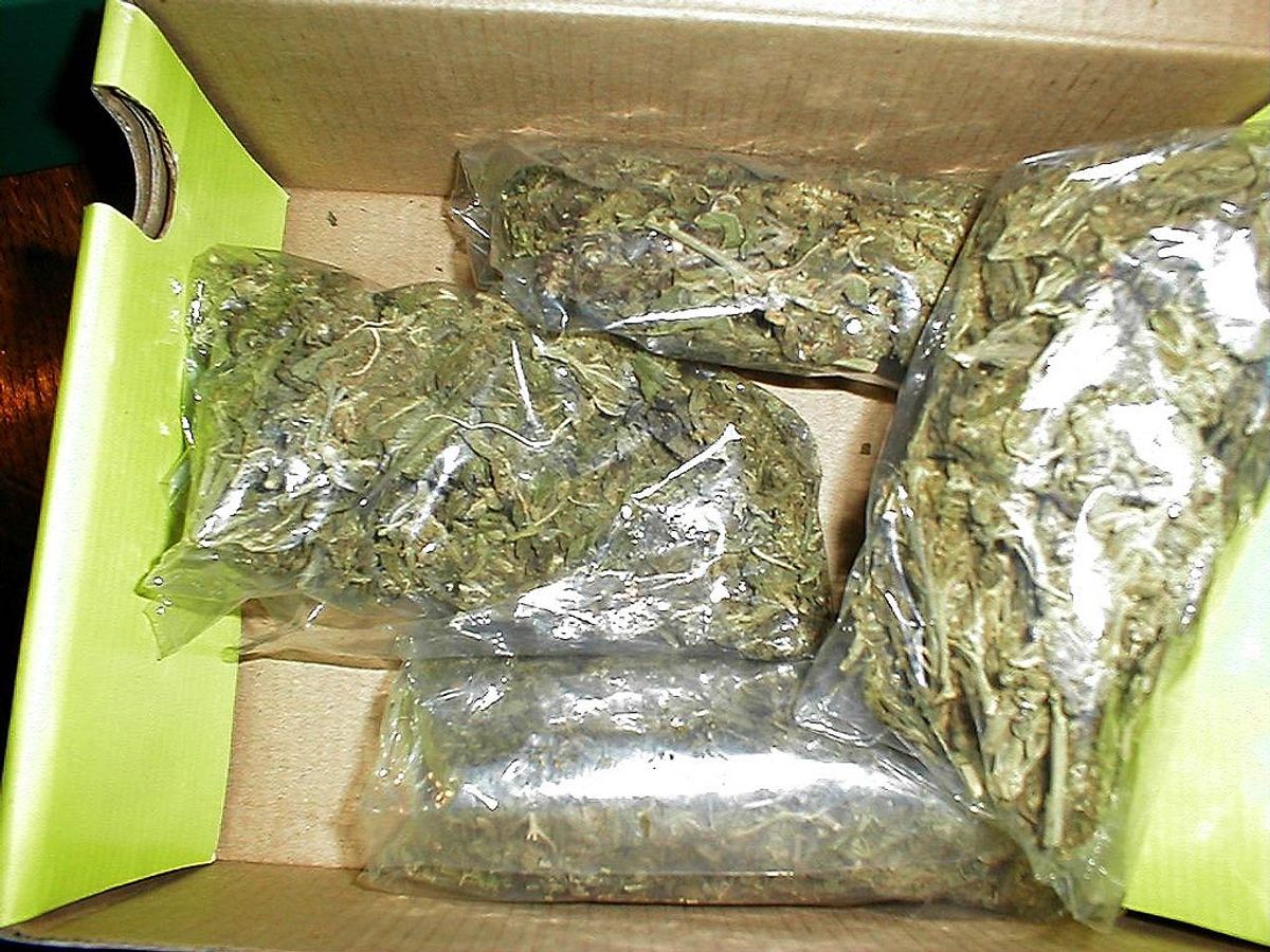 Anleitung zum Anbau von Cannabis