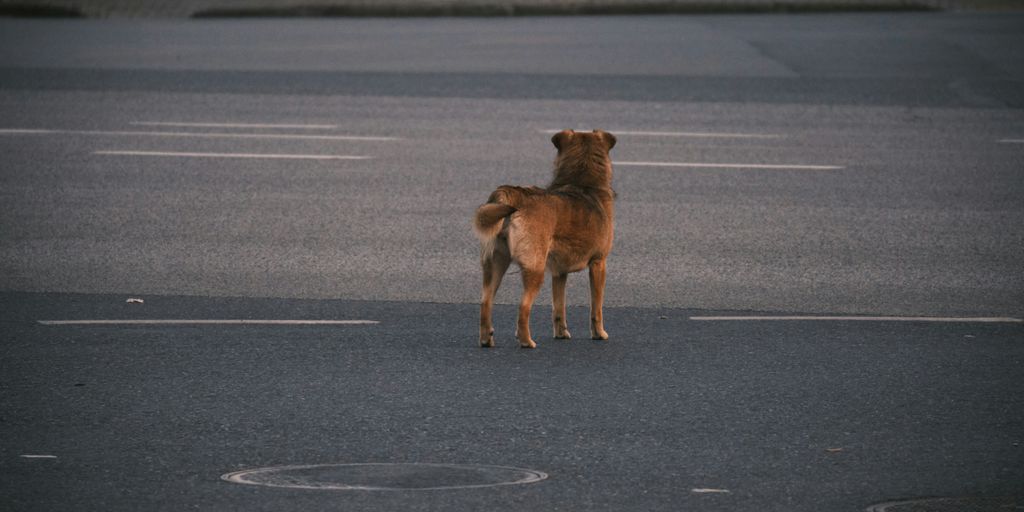 a dog standing in a parking lot